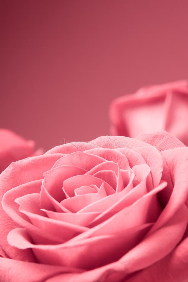 Pink roses close-up on the red background royalty free stock image