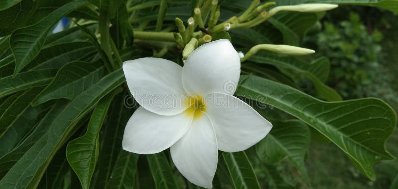 Plumeria alba useful tropical plant white flower back Green Leaves royalty free stock photo