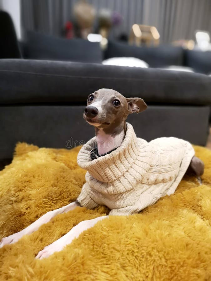 Portrait of Italian Greyhound puppy with the knitting sweater, blue colour sitting on the yellow pillow at cozy living room stock photos