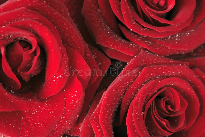 Red Roses stock images