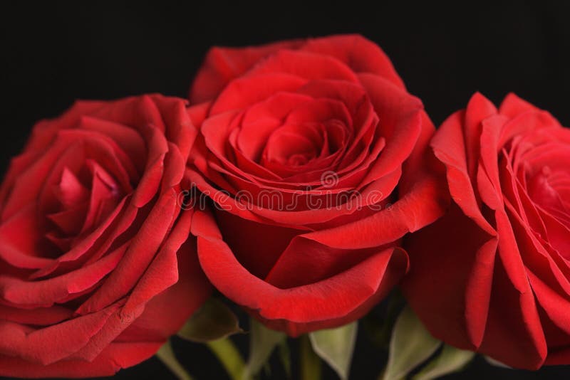 Red roses on black. stock photos