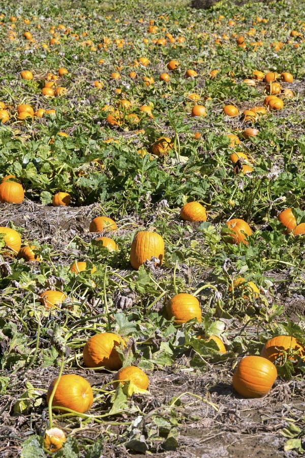 Ripe pumpkin patch in East Windsor, Connecticut. royalty free stock photo