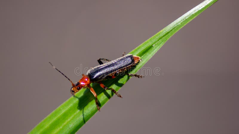 Soldier cockroaches are commonly mistaken as other less useful insects in the garden. When found on a bush or flower,. They resemble fireflies, but without the royalty free stock photos