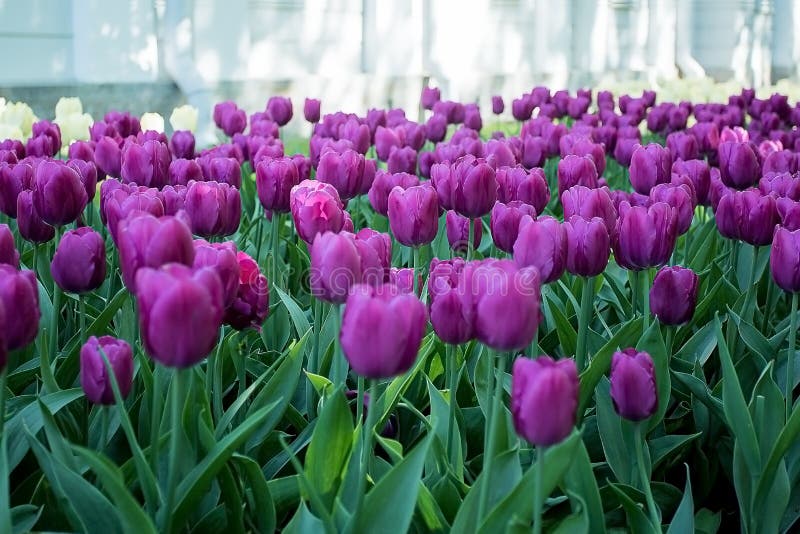 Tulips in the Central Park of culture and recreation in St. Petersburg. royalty free stock images
