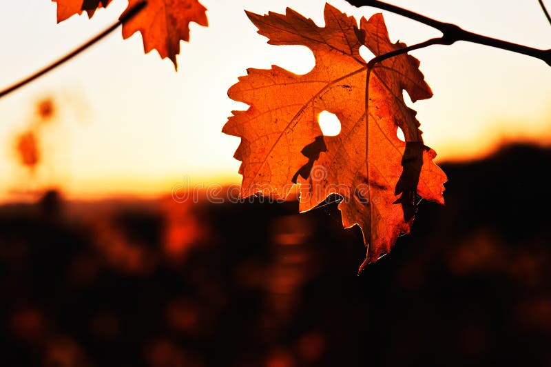 Autumn transparencies in the leaves of the vine stock photos