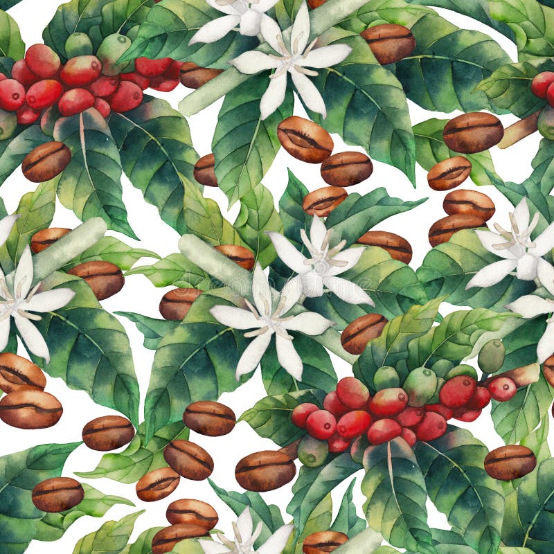 Watercolor coffee pattern. Watercolor coffee seamless pattern on white background. Hand painted leaves, flowers and beans vector illustration