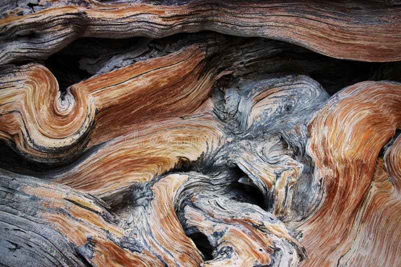 Wood texture royalty free stock photo
