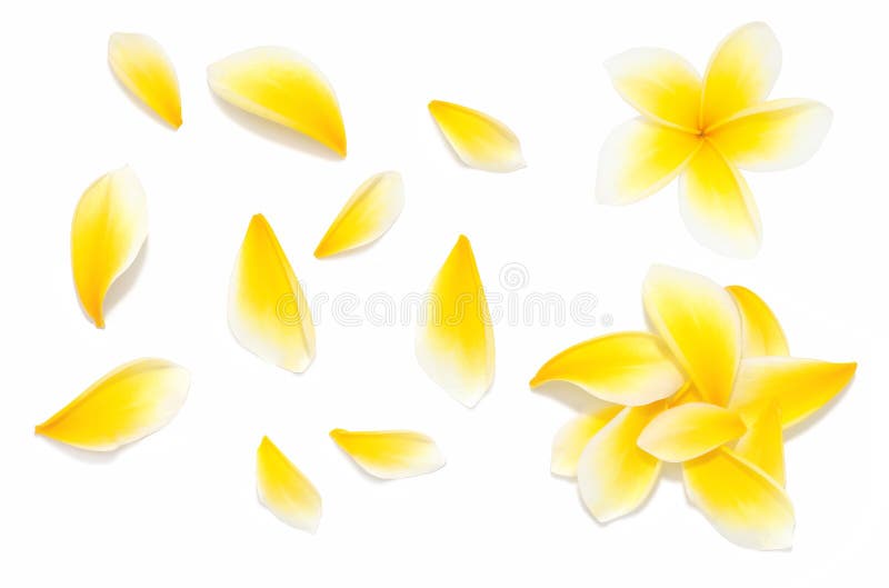 Yellow frangipani flower set with Petals on white background from different angles. Useful for design of wedding invitation or romantic style gift card stock photos