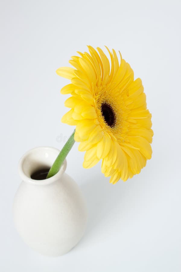 Yellow gerbera flower in vase stock photo