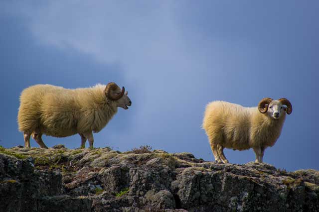 Merino wool sheep
