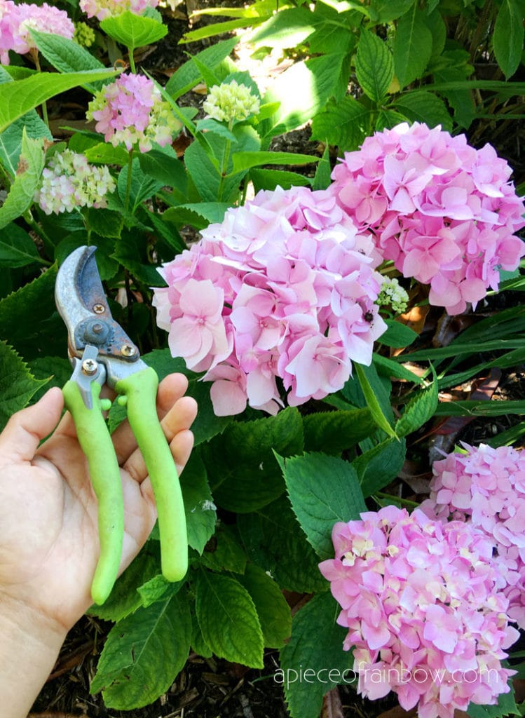 How to take Hydrangea cuttings