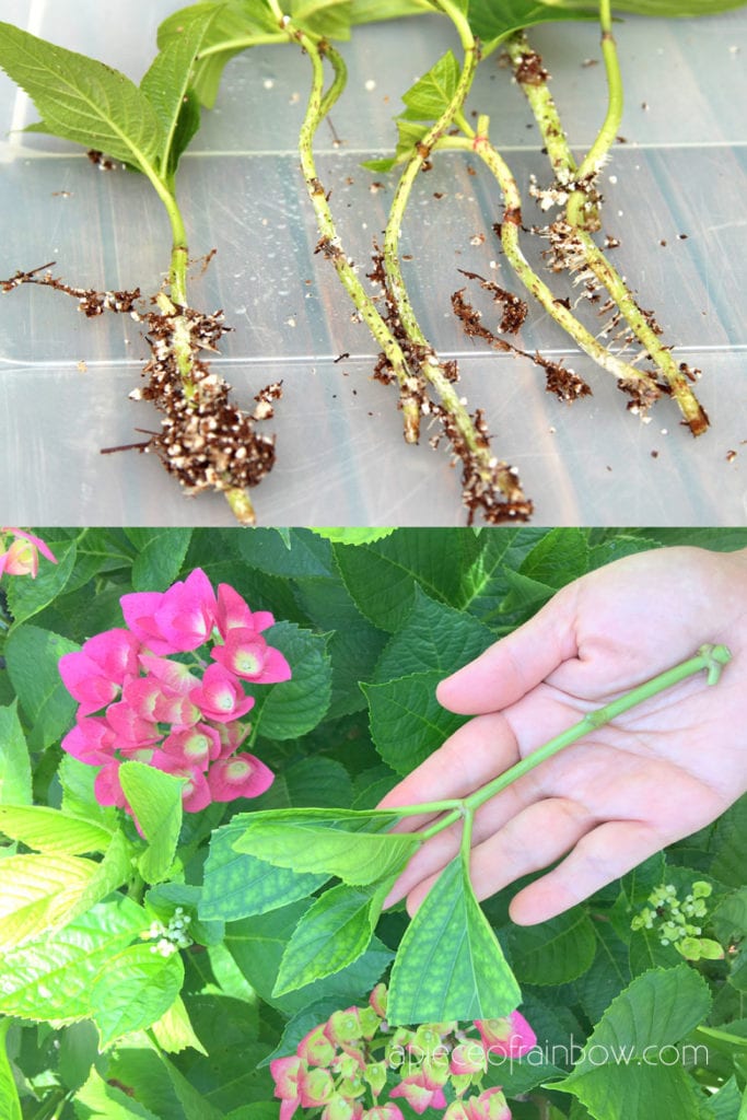 grow Hydrangeas from cuttings