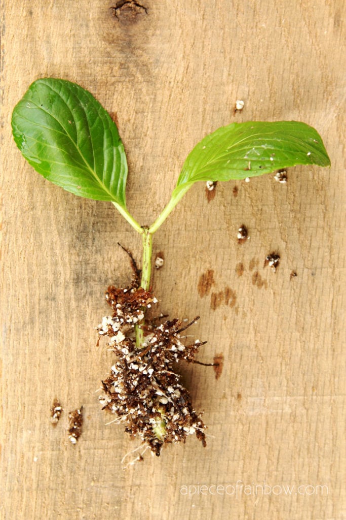 Hydrangea cuttings growing roots