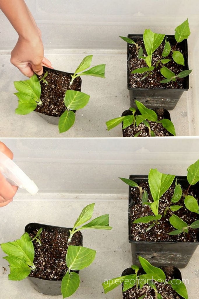 Propagate Hydrangea cuttings in  clear plastic bin with lid! This acts like a humid dome / mini greenhouse.