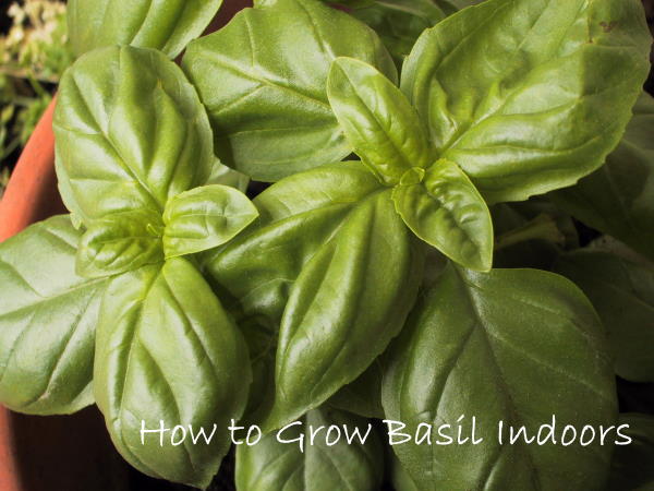 how to grow basil, basil