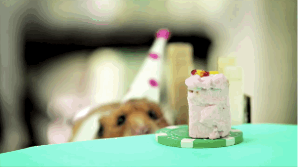 birthday girl eating a cake
