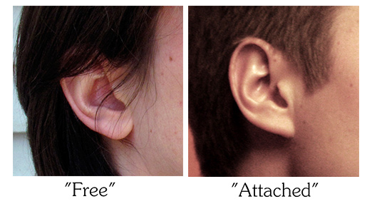 free and attached ear lobe types