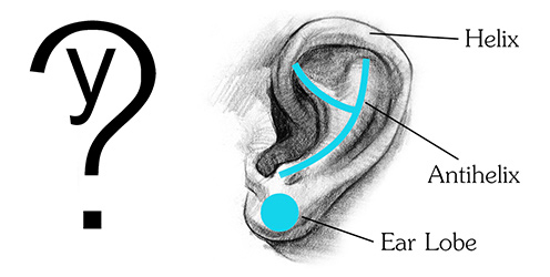 Comparing ear to the shape of a Y with names