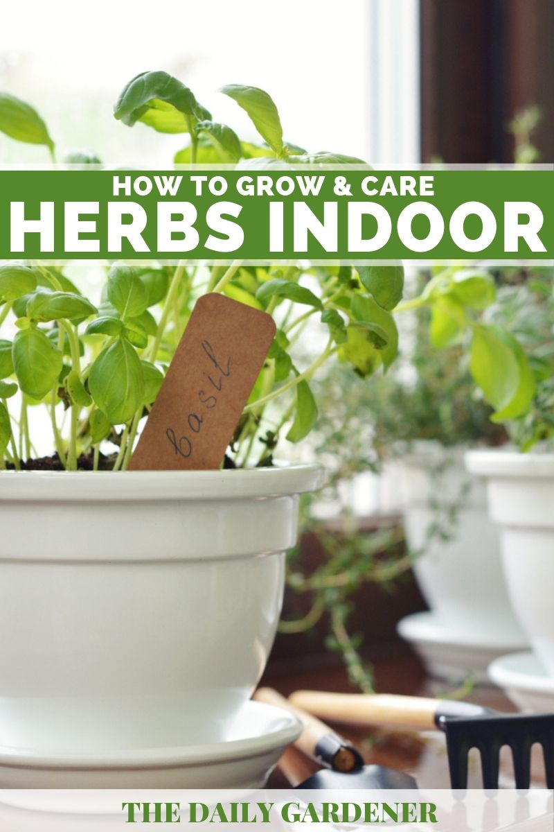 Grow Herbs Windowsill