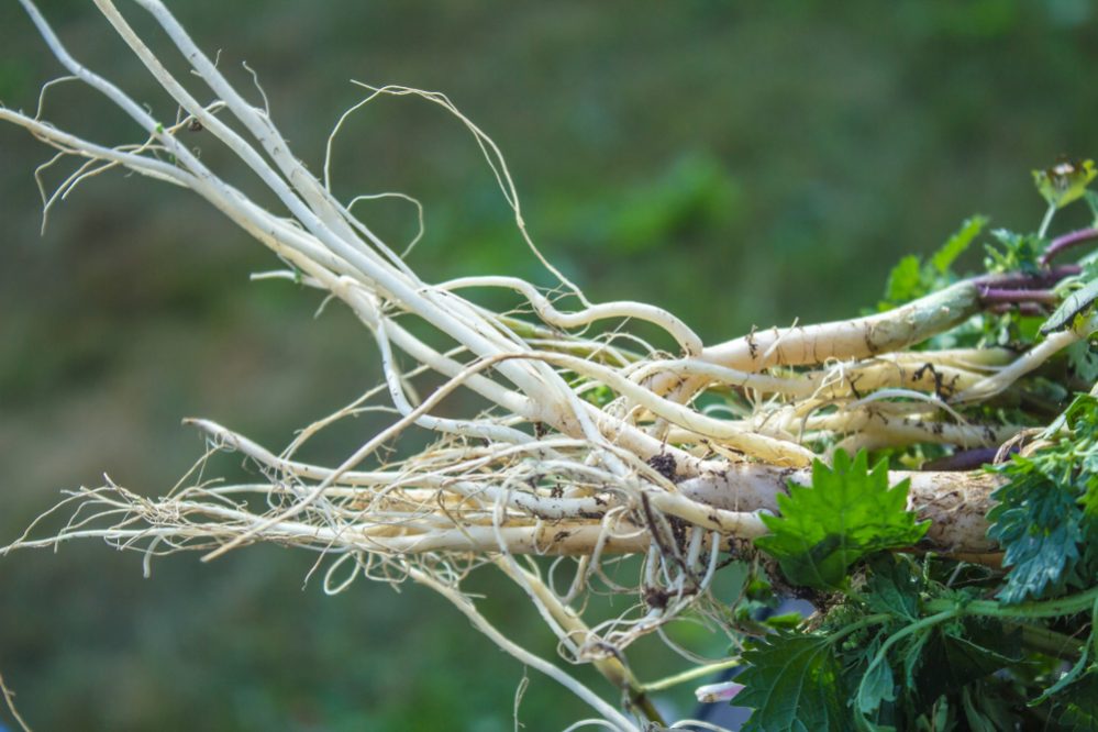 grow herb root