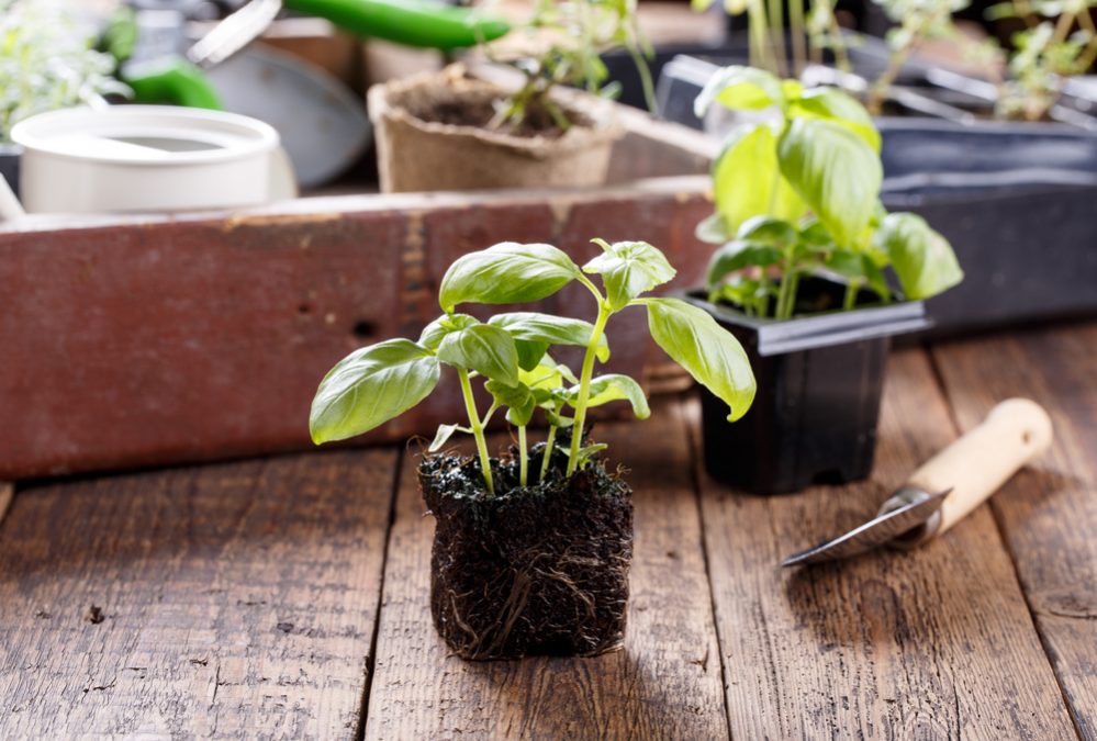 plant herb seedlings
