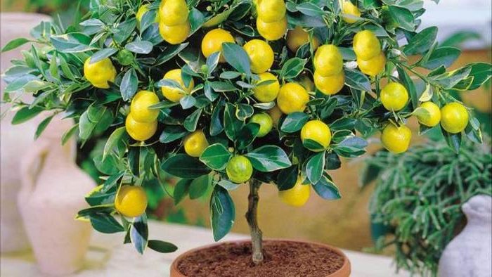 Декоративный лимон