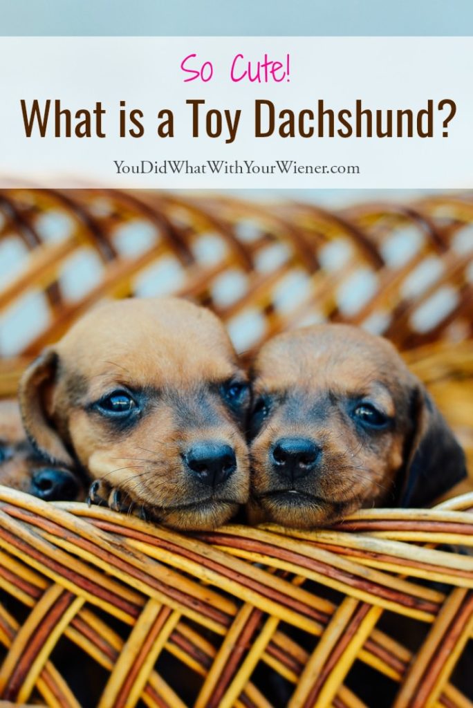 Are toy Dachshunds real?