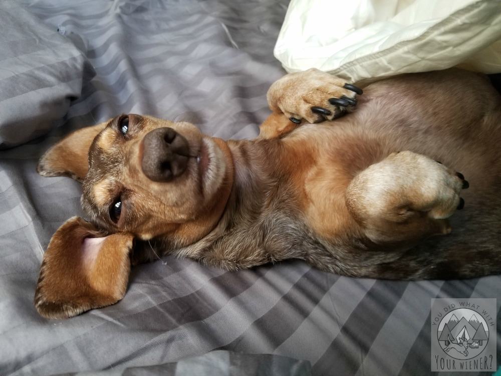 Dachshunds will steal your heart